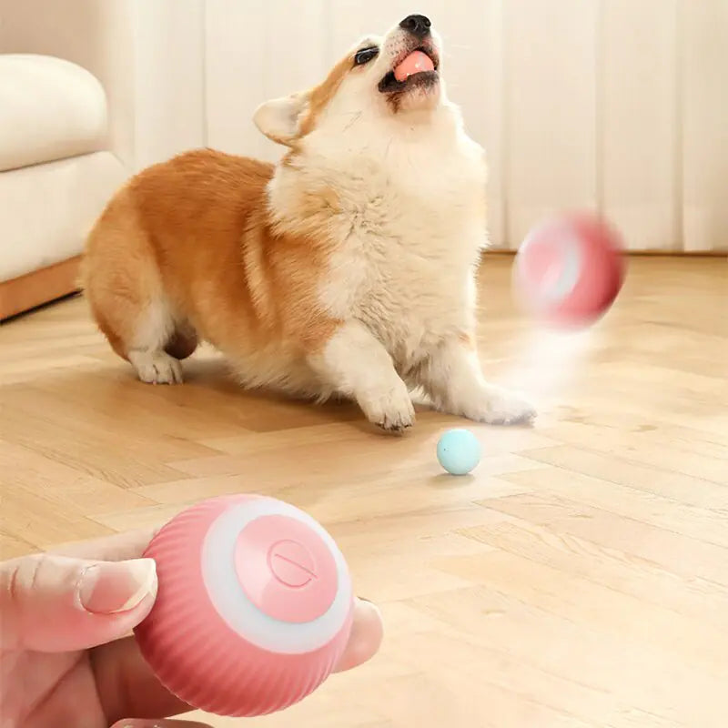 Electric Dog Toys